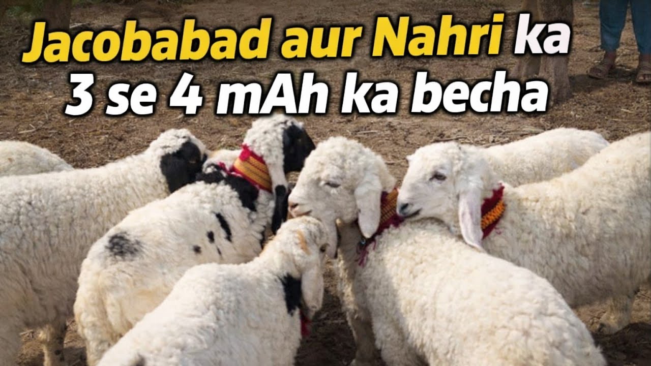 Jacobabad aur Nahri ka 3-4 Mah Ke Chote Beche|Aj Ki Fresh Update|18 February 2026| Vlog 187 |