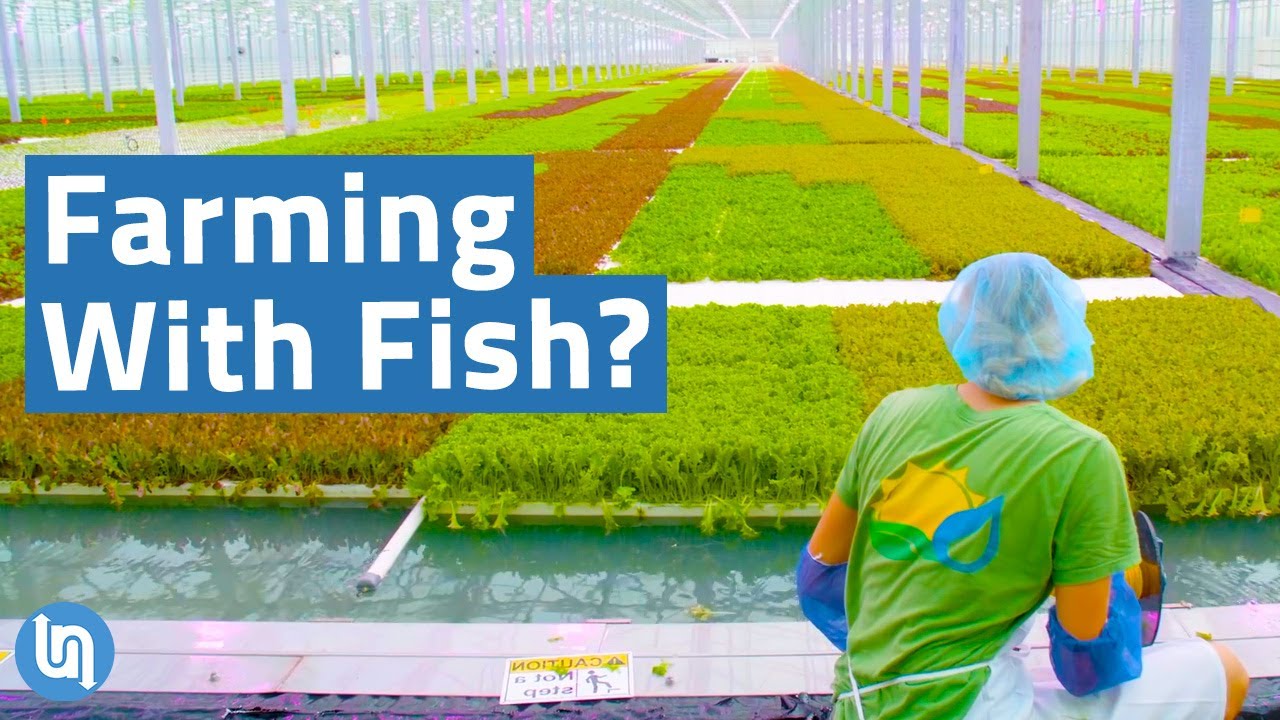 Is Aquaponics the Future of Agriculture?