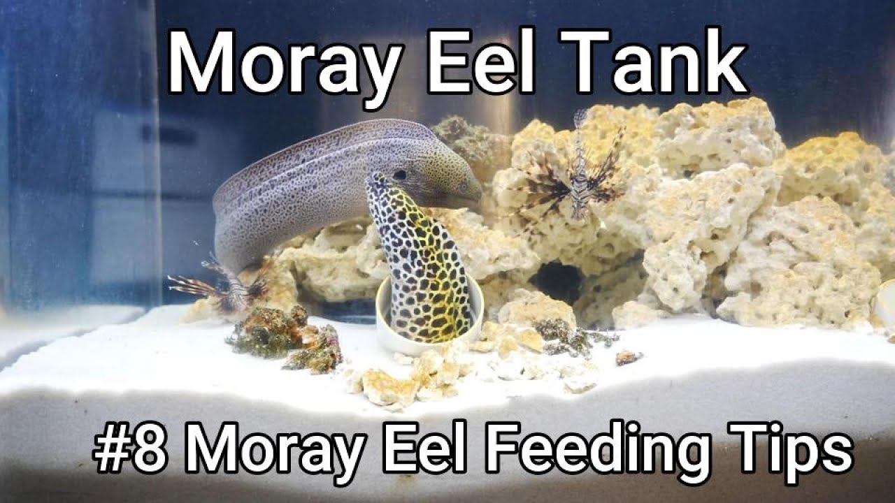 Moray Eel Tank - 08 - Moray Eel Feeding Tips