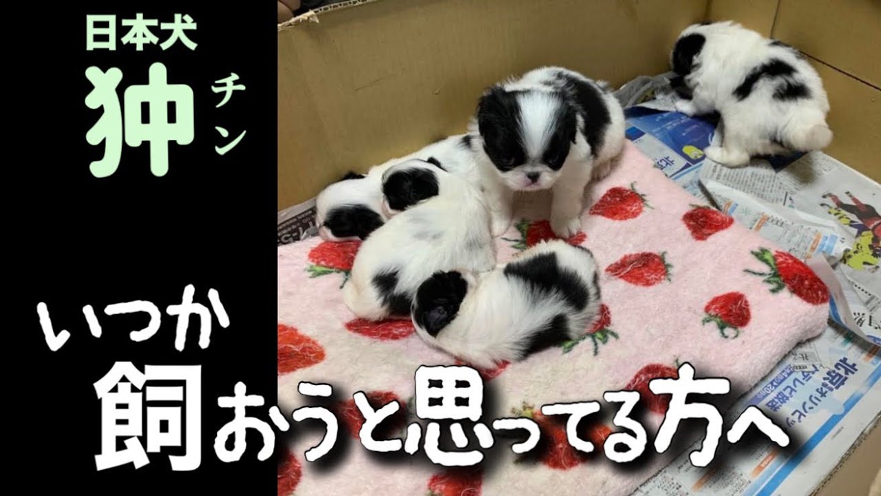 狆の子犬💕成長期の育て方ポイント【11選】