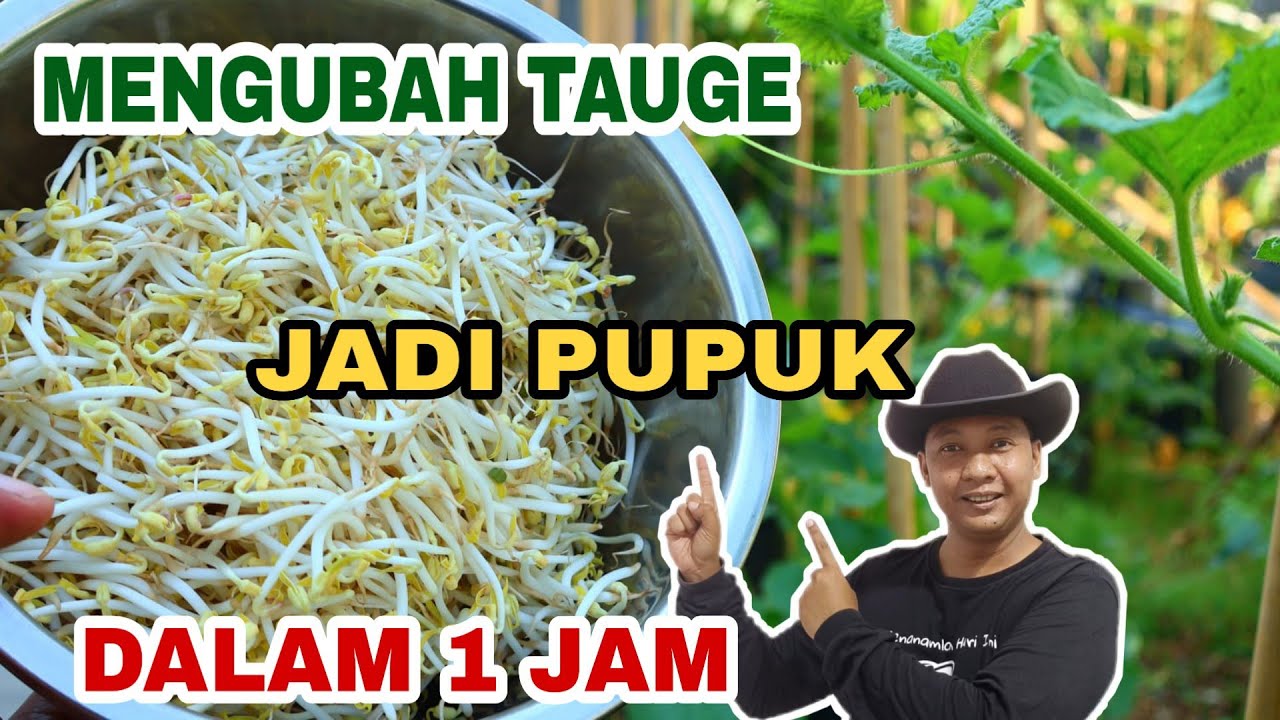 TAUGE Suburkan setara ZPT Pabrikan cukup 1 jam Tanpa Fermentasi!!