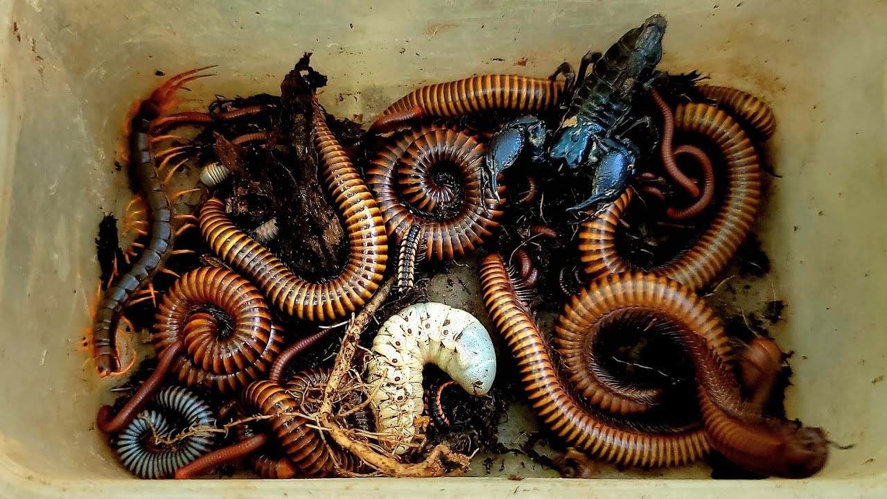 A Venomous scorpion, Long Leg Centipede, Big Fat Millipedes, Beetle Larva, Red Worms 🪱 Caught