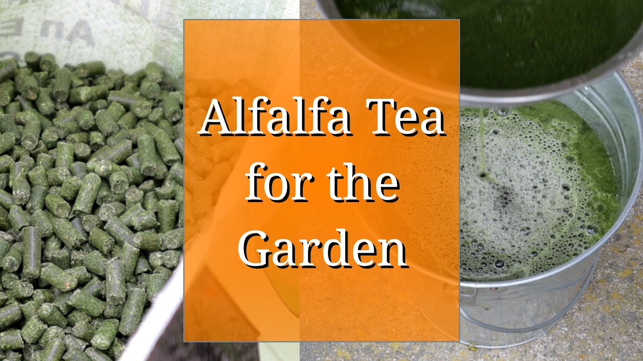 Alfalfa Tea for the Garden