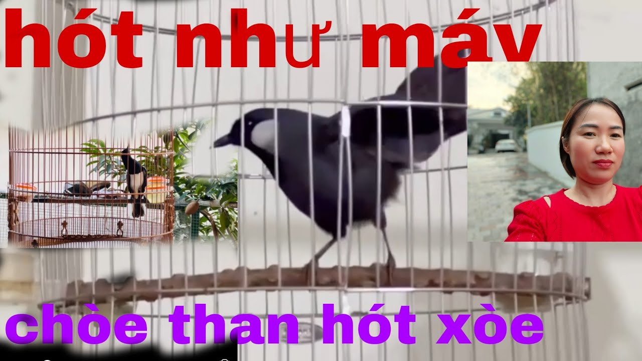 Khướu thuần hót như máy -bộ to su mô+chòe than hót xòe -mời AE chốt!