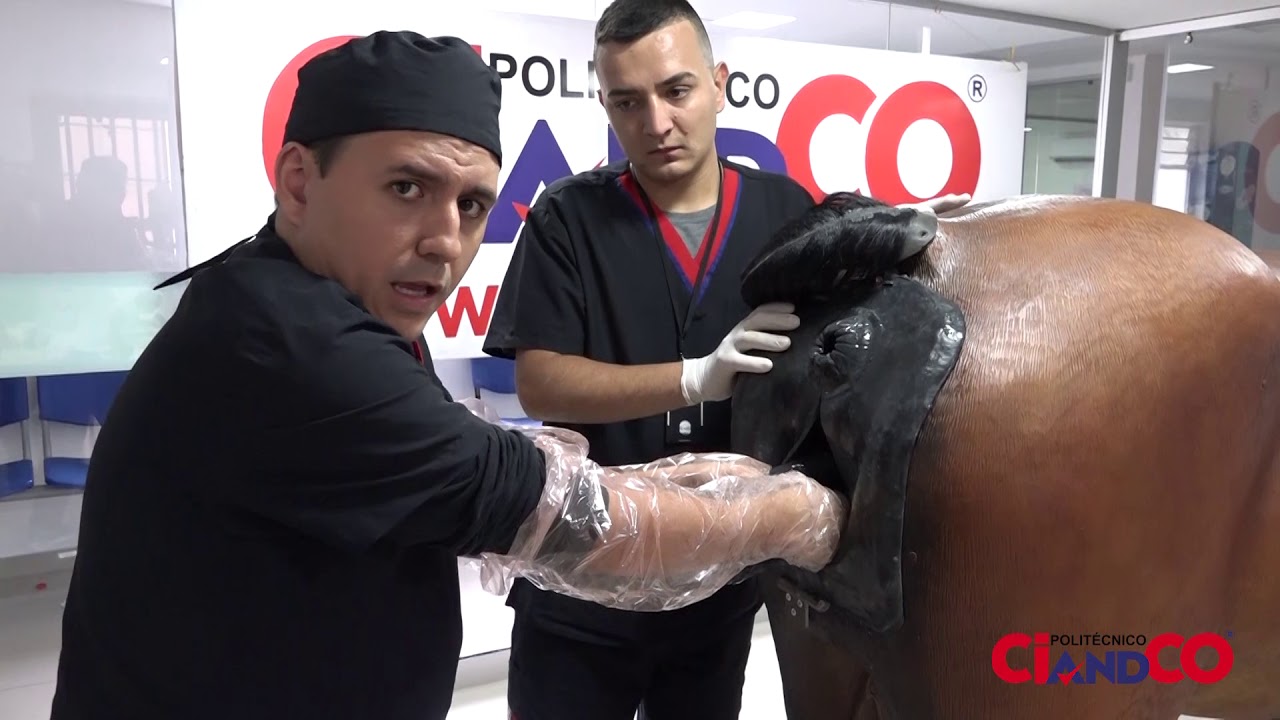 Simulador Equino - Parto Distosico