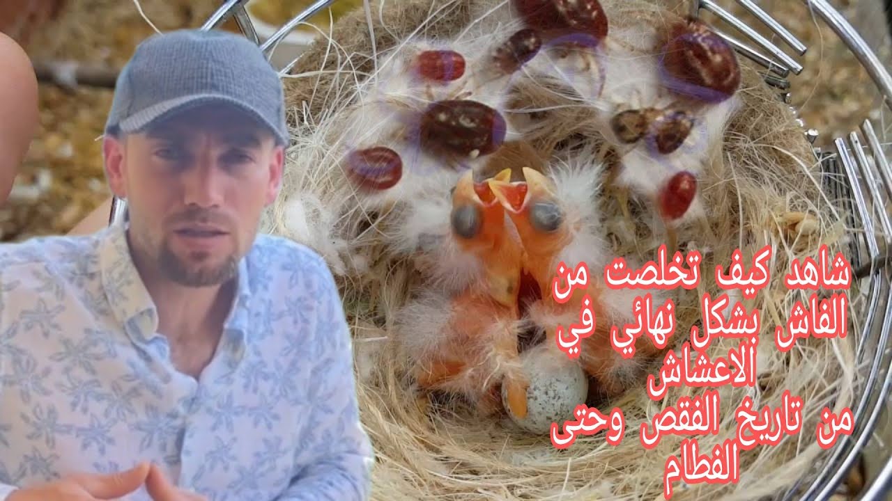 لا للفاش والقمل بعد الان في اعشاش طيور الكناري والحسون