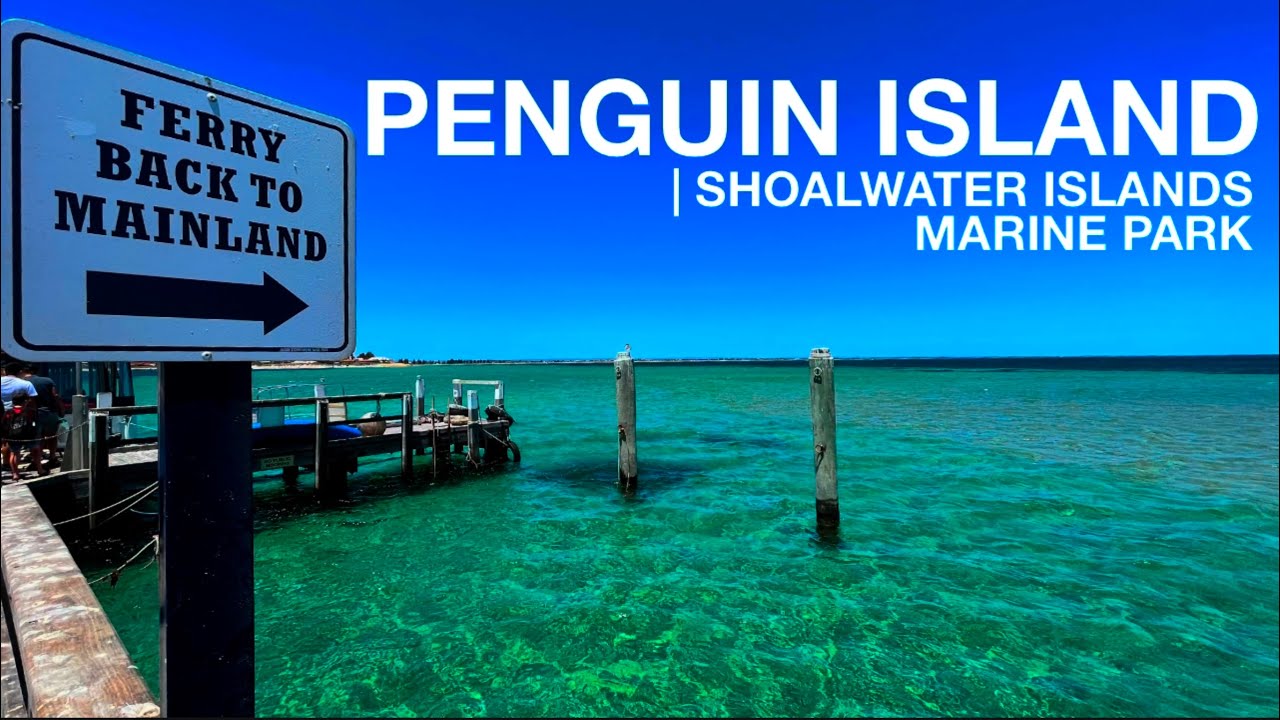 PENGUIN ISLAND | Shoalwater Islands Marine Park