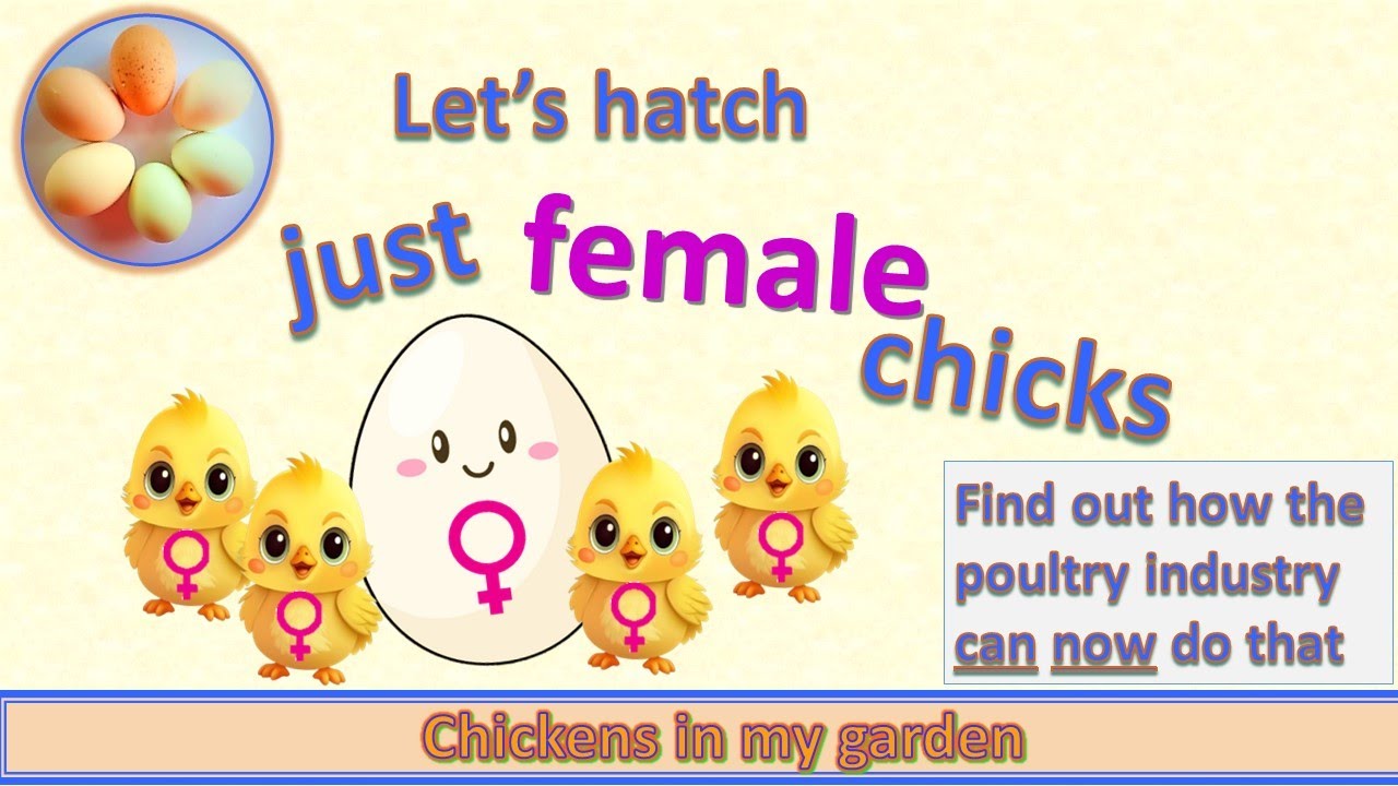 Hatch only female chicks - find out how the poultry industry can now do that
