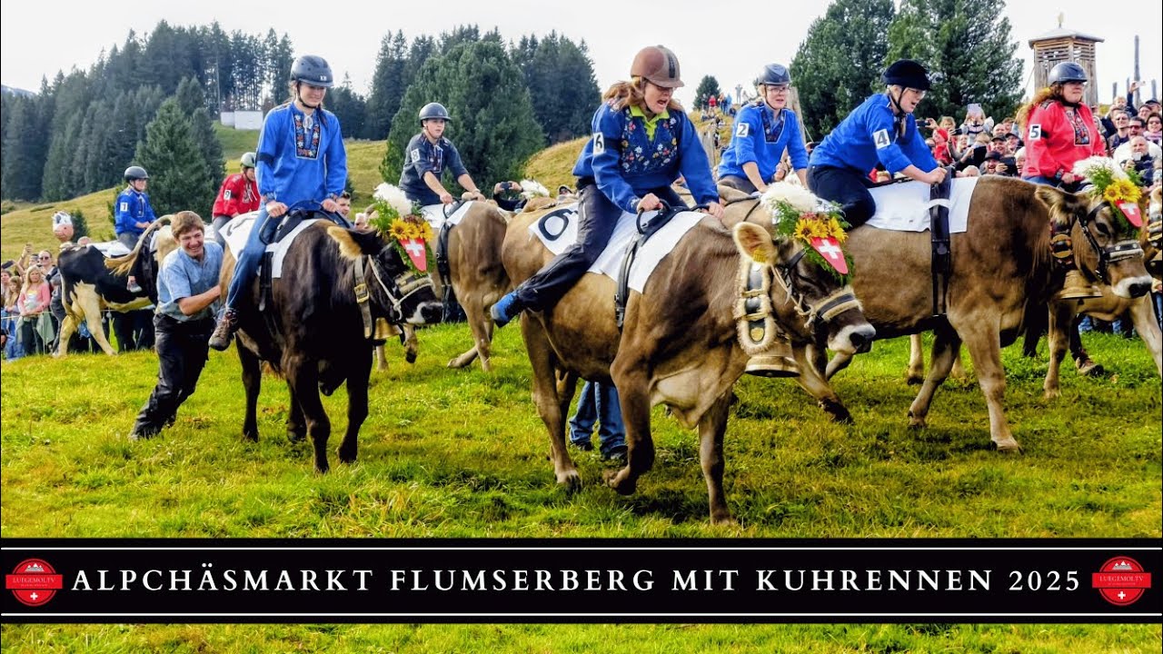 Kuh Grand Prix Flumserberg 2025 | Spektakuläres Kuhrennen am Alpkäsemarkt!