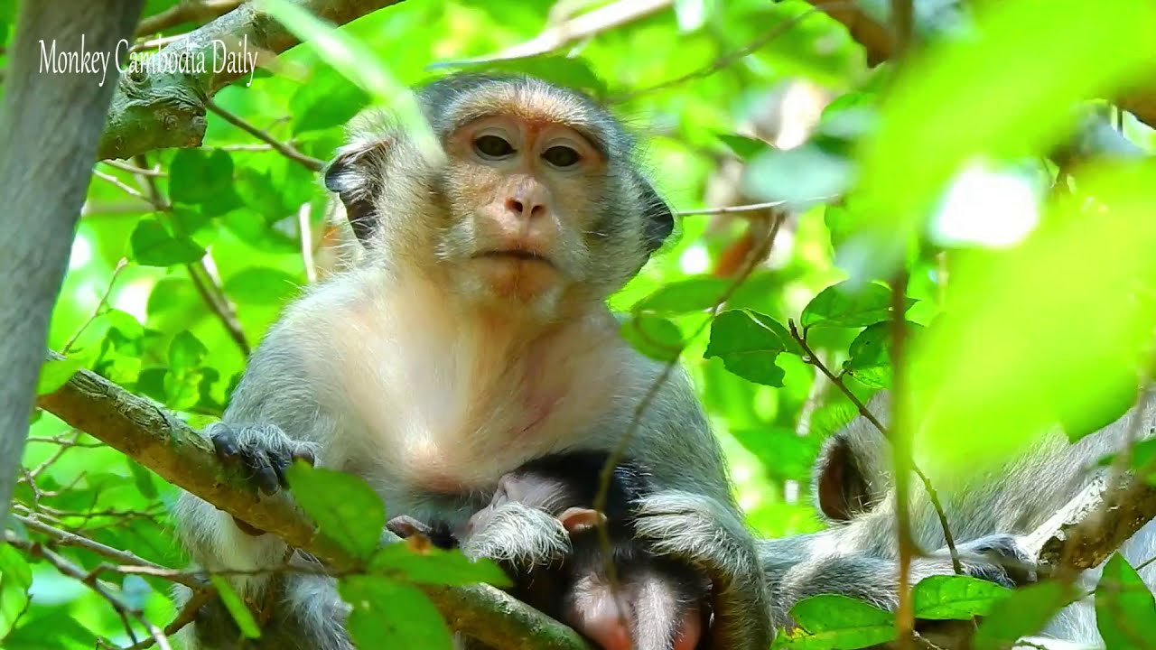 Calm Moments: Mother Casi Feels Relaxed While Caring for Her Babies | Monkey Cambodia Daily