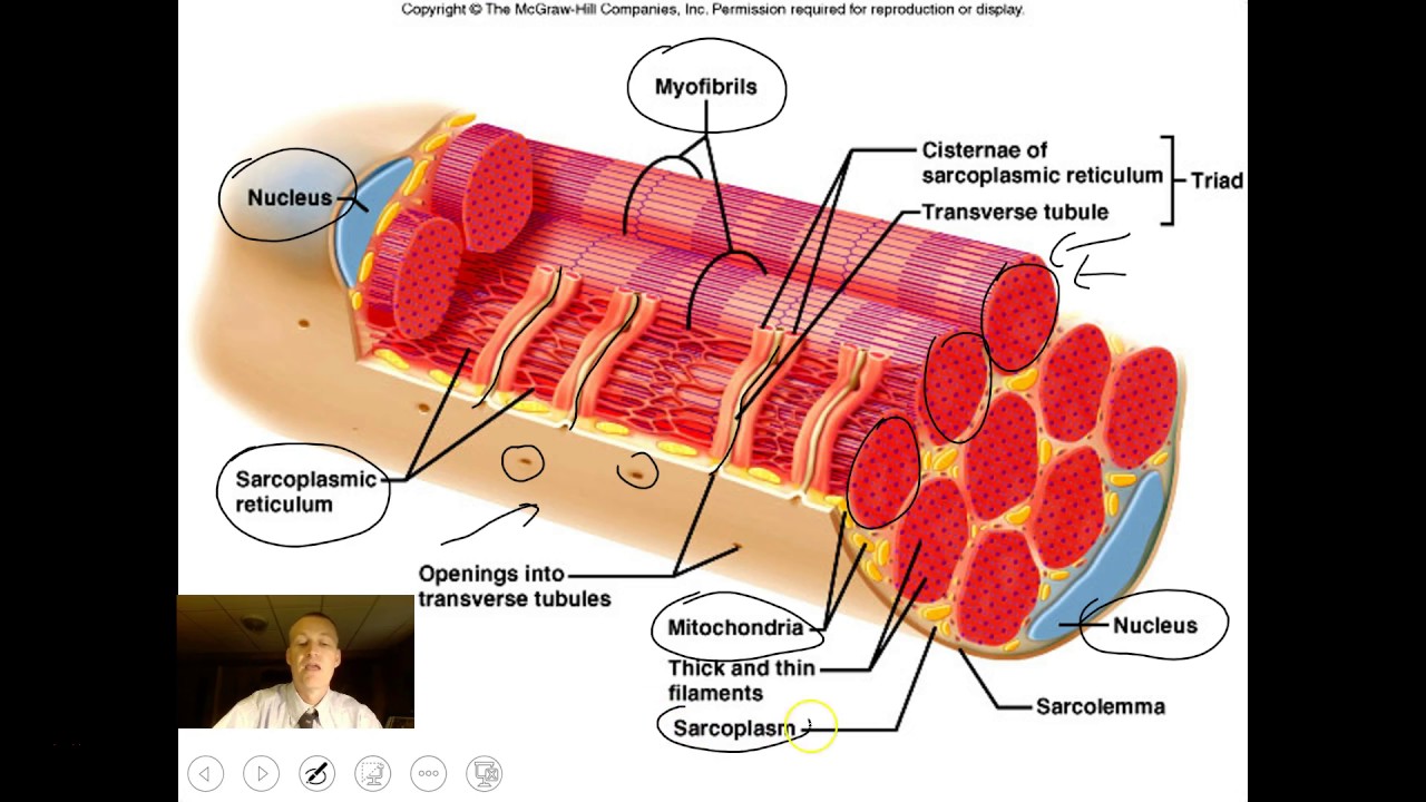 Animal Muscular System