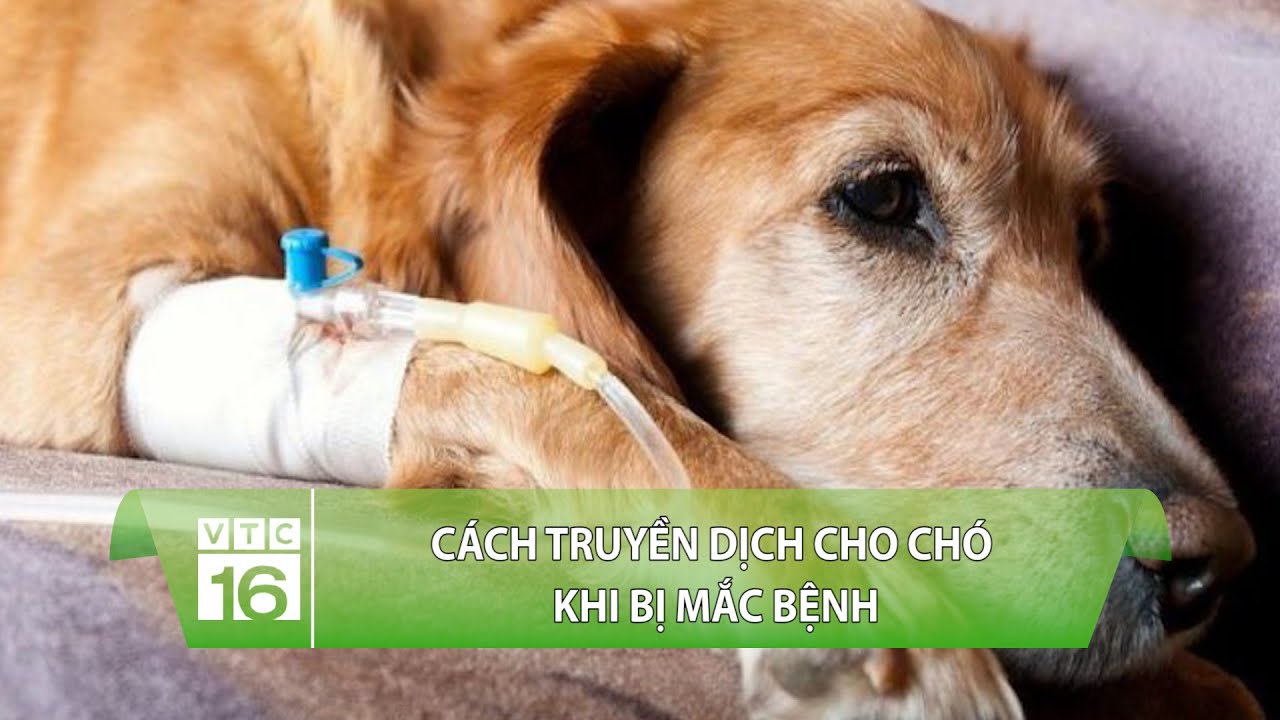 Cách truyền dịch cho chó khi bị mắc bệnh | VTC16