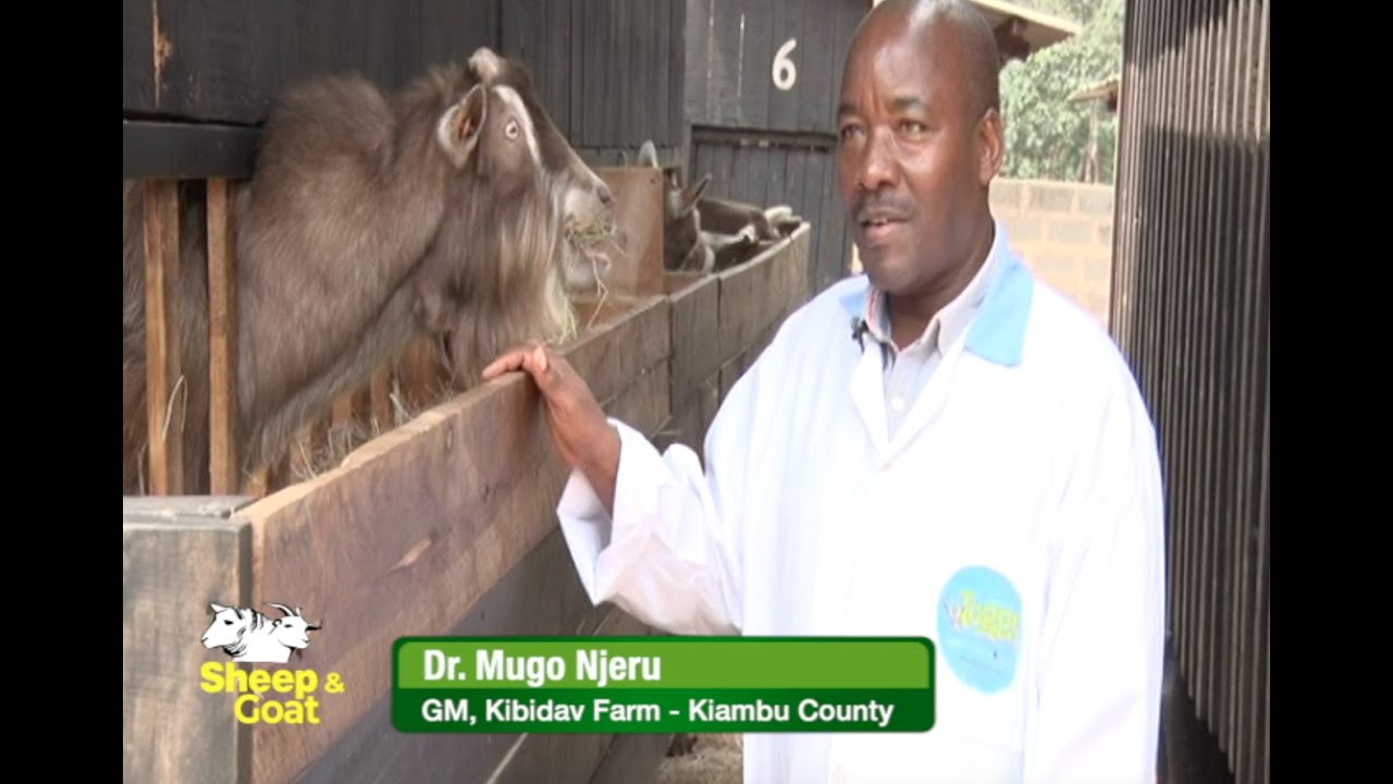 Dairy goat breeds and how they should be maintained - Expert guide part 2