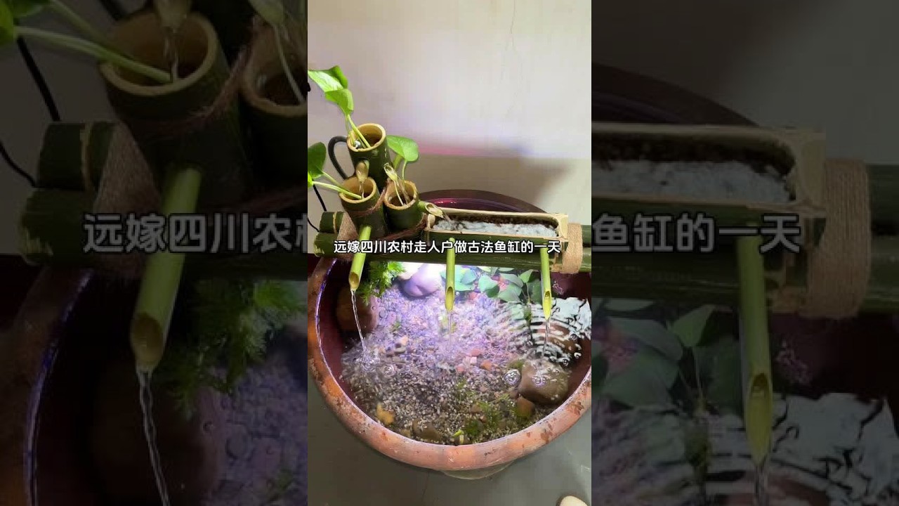 今天花了12的海草绿植做了个古法鱼缸#古法养鱼 #农村生活
