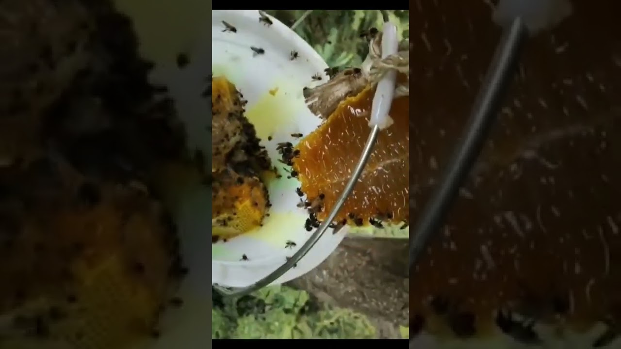 15 Signs a Bee Nest Revolution Is Coming