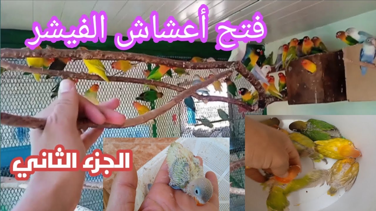 مفاجأة أثناء فتح أعشاش الفيشر 😱
