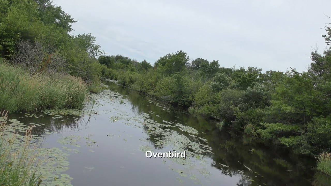 Morning Birdsong Deep in a Minnesota Forest: 1.5 Hours Relaxing Nature Sounds & Bird Identification