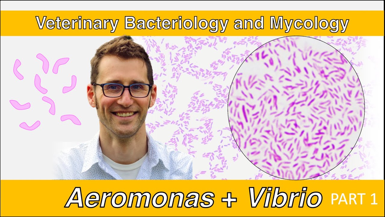 Aeromonas, Plesiomonas and Vibrio (Part 1) - Veterinary Bacteriology and Mycology