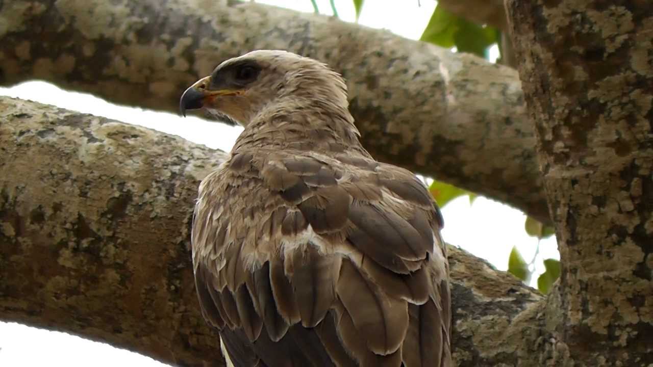 Gambian Birds  Pt1