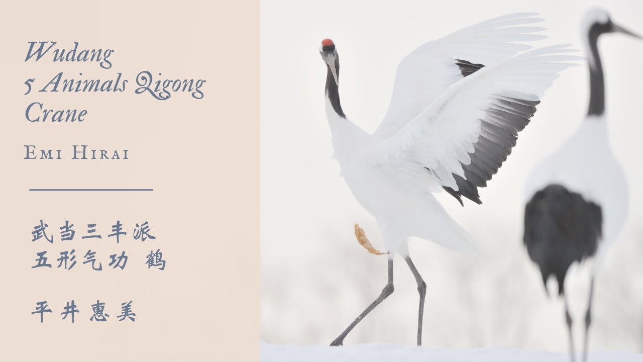 Wudang Five Animals Qigong - Crane 武当五形気功 - 鶴