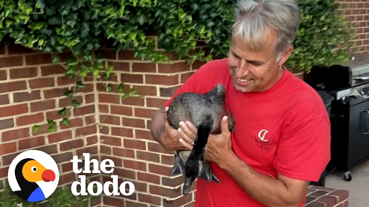 Dad Replaces His Daughter With A Goose | The Dodo