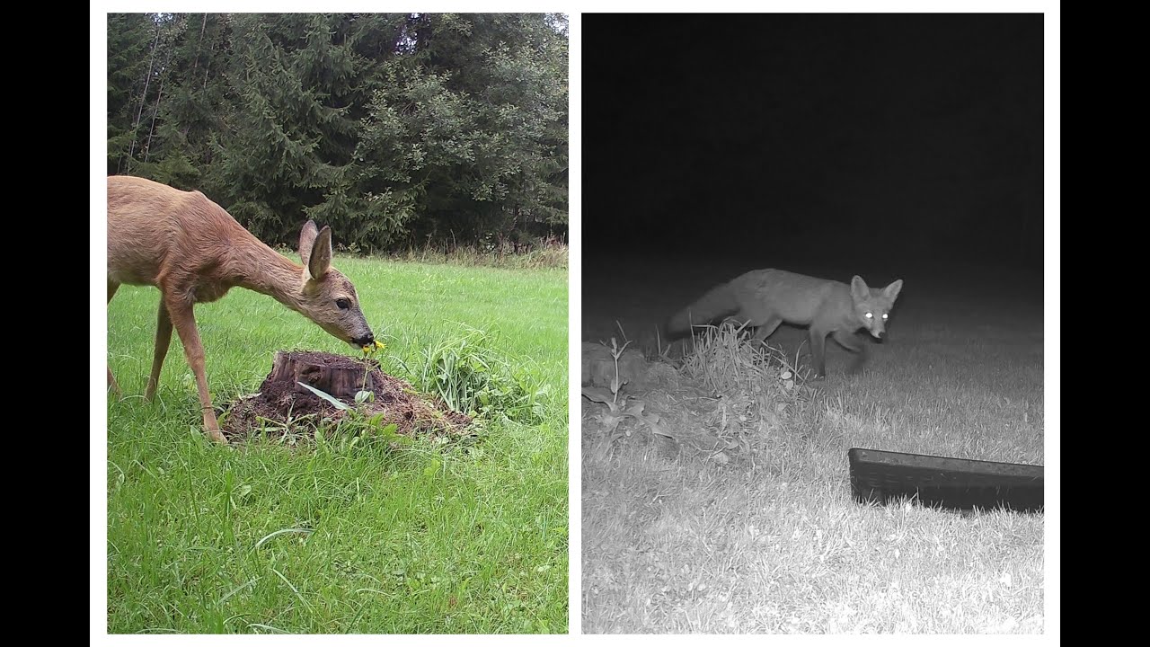 Wildlife in September