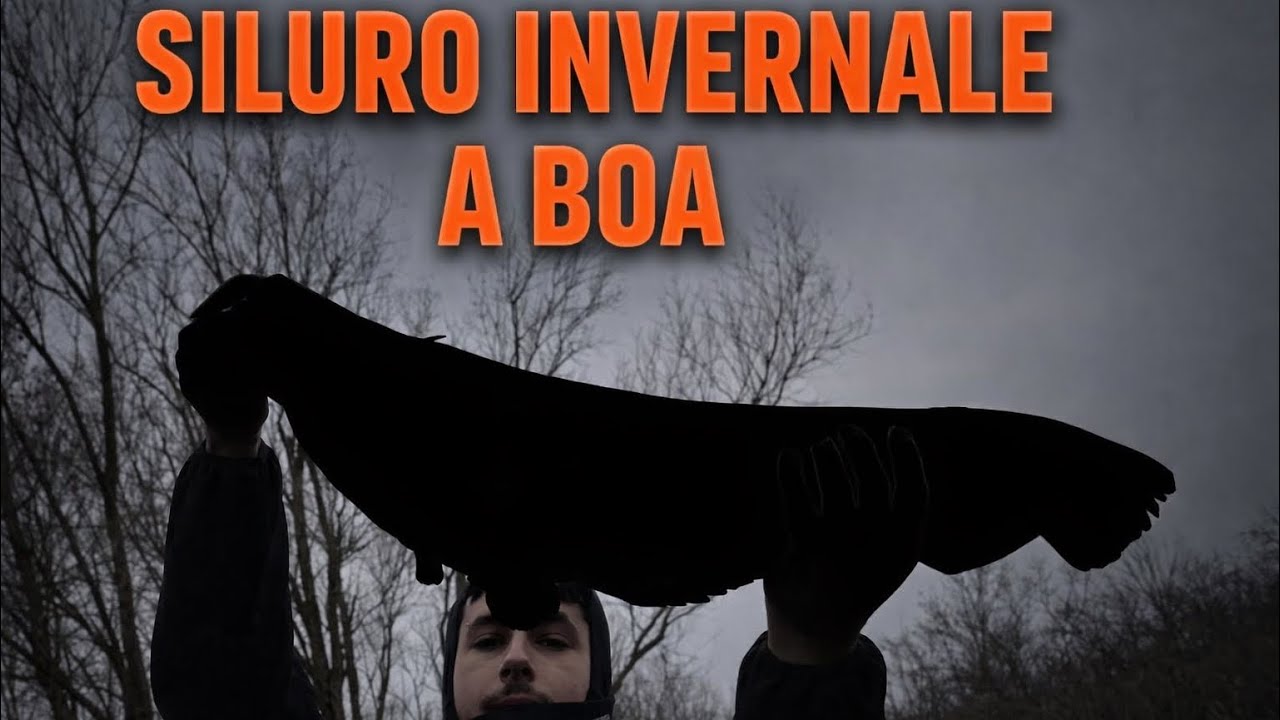 SILURO A BOA LIBERA CON IL CALAMARO IN CONDIZIONI IMPOSSIBILI 🤯