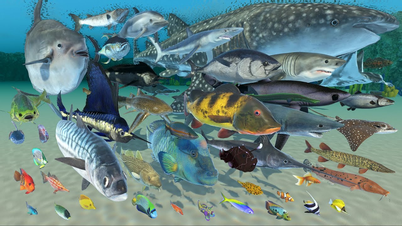 Sea Fishes Speed Comparison - 3D Animal Animation Comparison