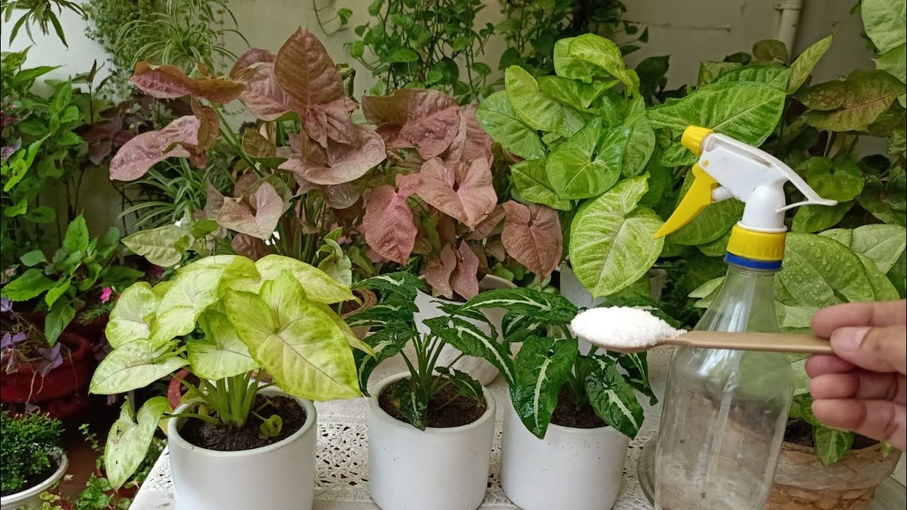 Yellowing of Syngonium leaves- Reasons & Solution