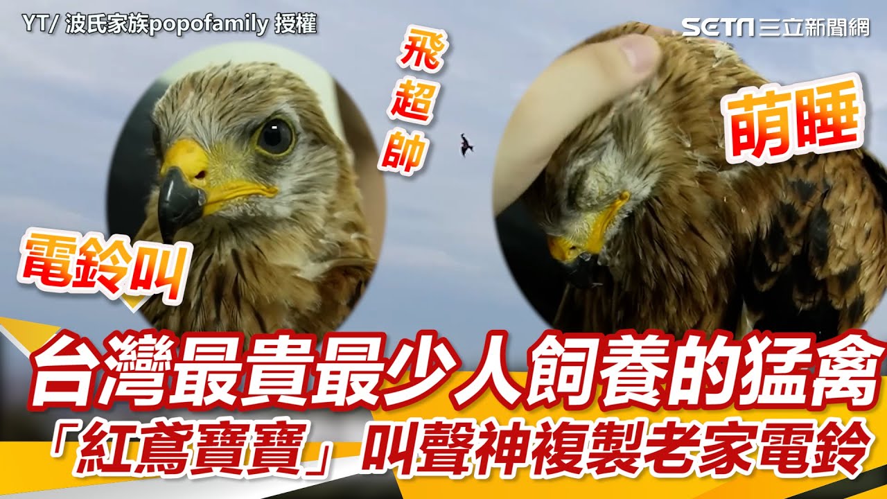 台灣最貴最少人飼養的猛禽 「紅鳶寶寶」時期叫聲神複製老家電鈴 @popofamily ｜三立新聞網 SETN.com
