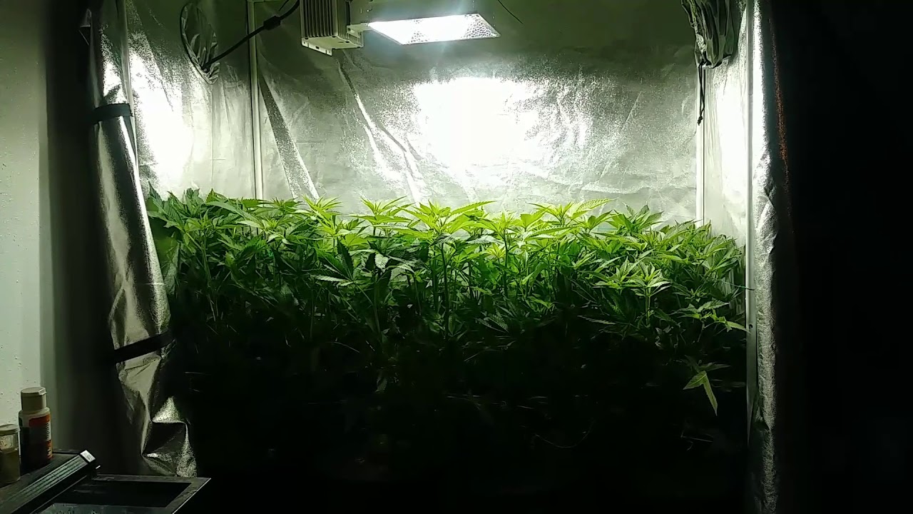 Cultilux 98cri cmh house and garden nutrients golden tree and essentials 13 foliar.