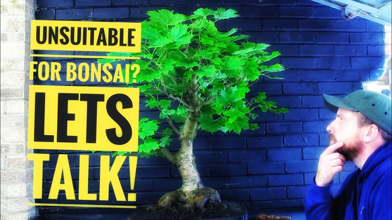 Norway Maple: The Perfect Bonsai Tree?