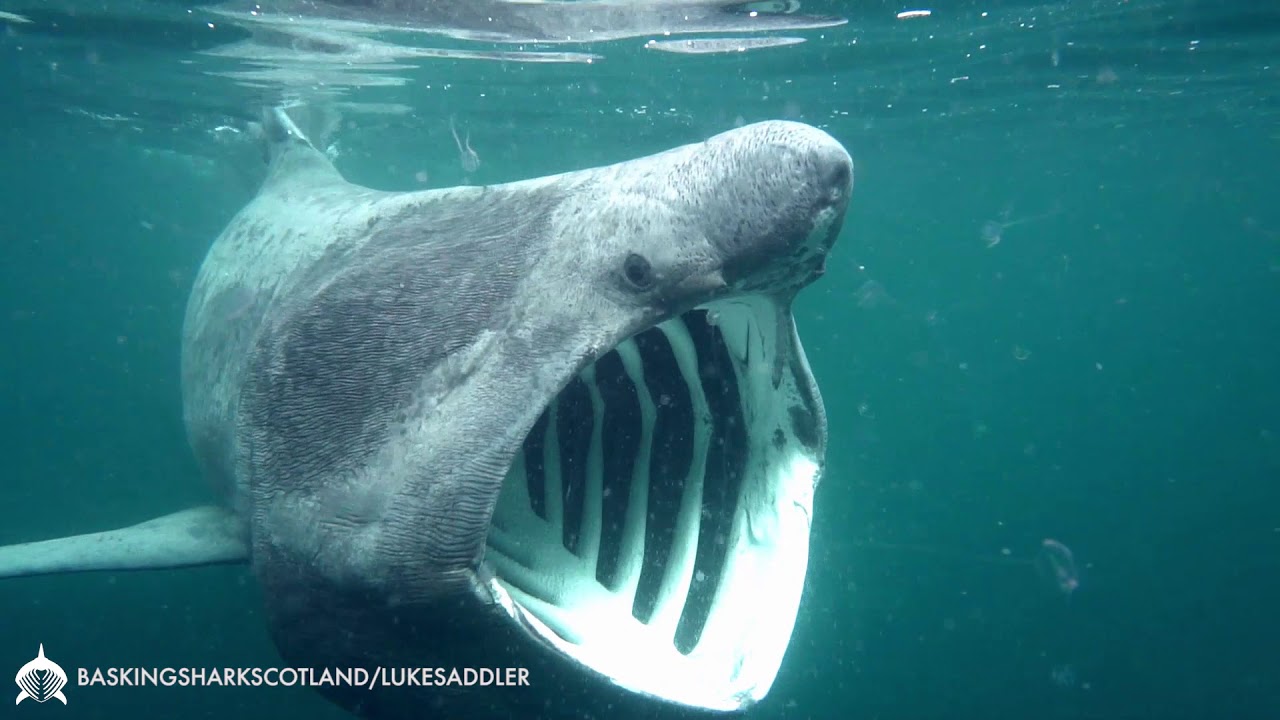 Feeding Basking Shark