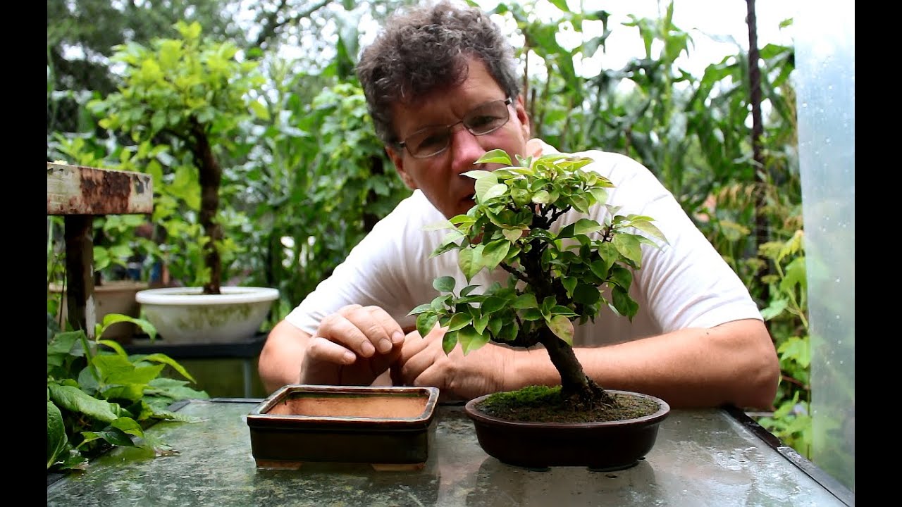 Bougainvillea Bonsai, July 2016