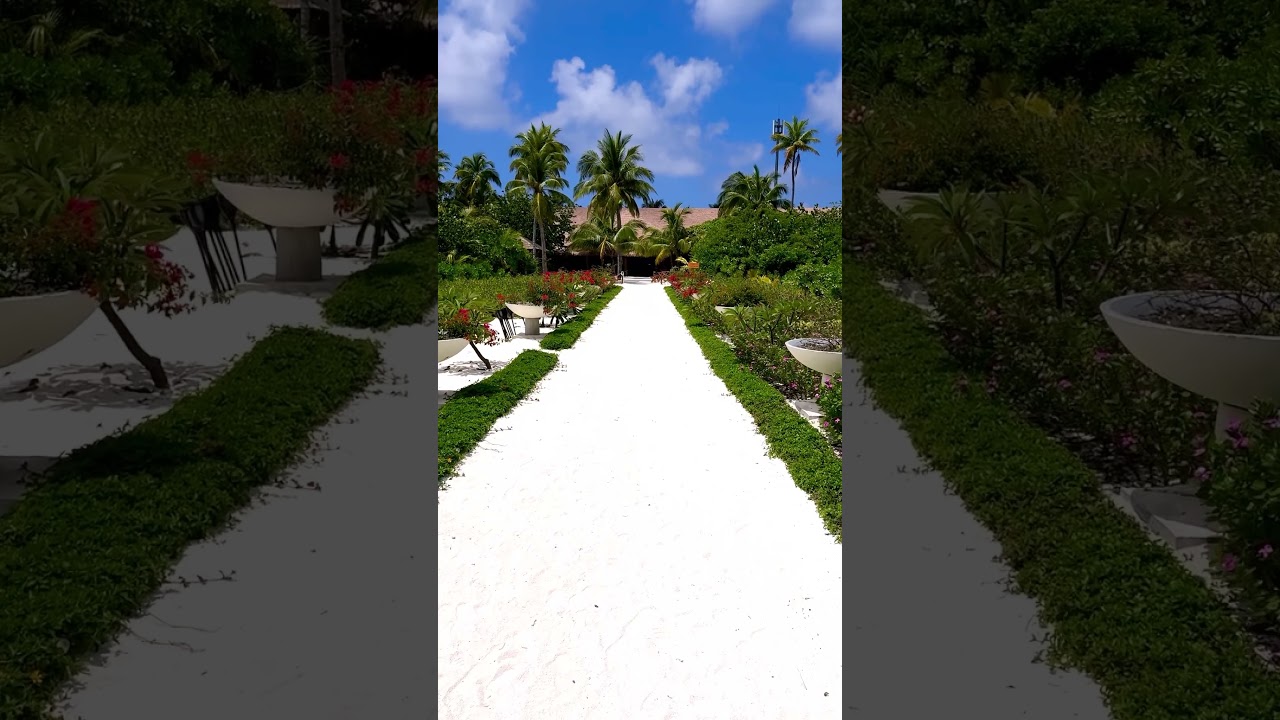 Pathway to Paradise in the Maldives 🌴✨ 