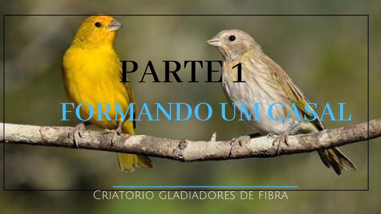 canario da Terra formando um casal parte 1