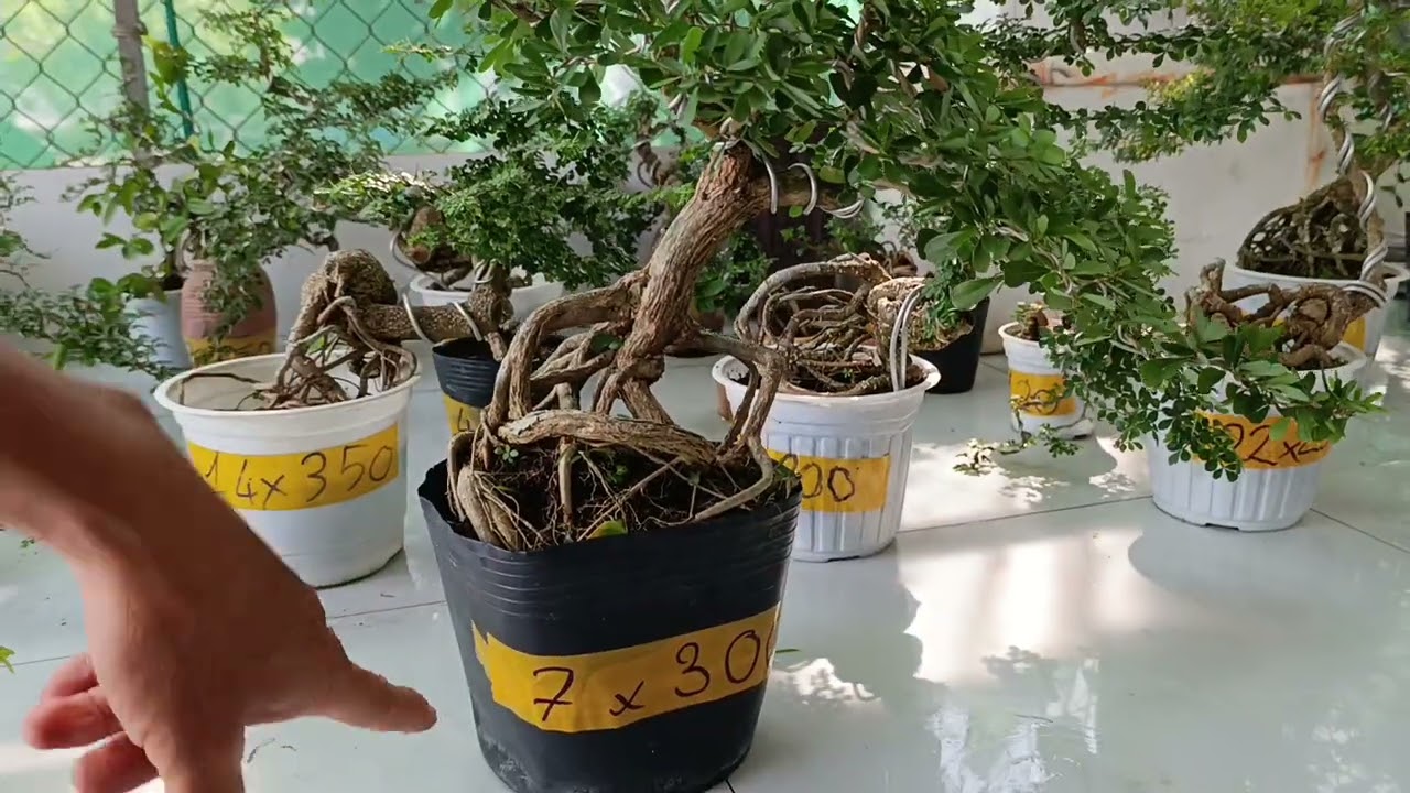 Lô kiểng bonsai mini ủng hộ em liên hệ sđt 0775982159