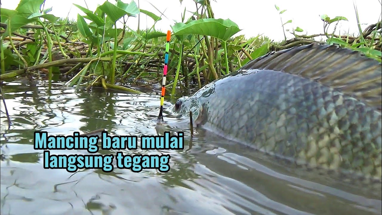 Ini yang bikin jiwa mancing mu bergetar..!! Spot liar full nila babon