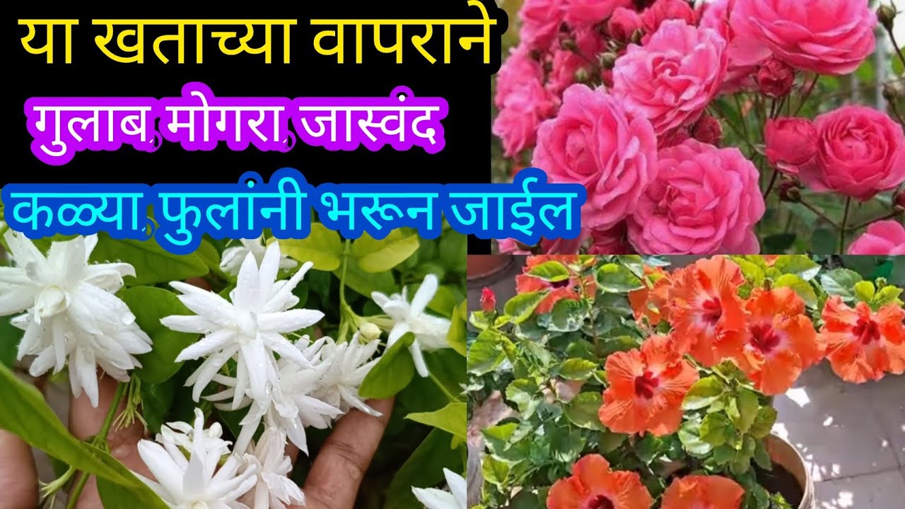 झाडे फुलांनी भरगच्च होतील||Organic fertilizer||#spgardeningmarathi