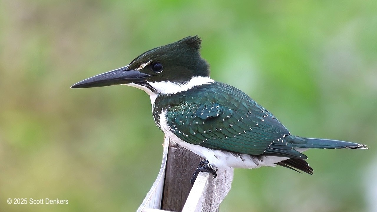 2025 Birding Trip to Brazil by Scott Denkers & Connie Davis