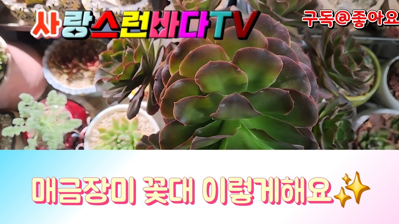 매금장미꽃대잘라요#다육식물#다육이#succulent#多肉植物