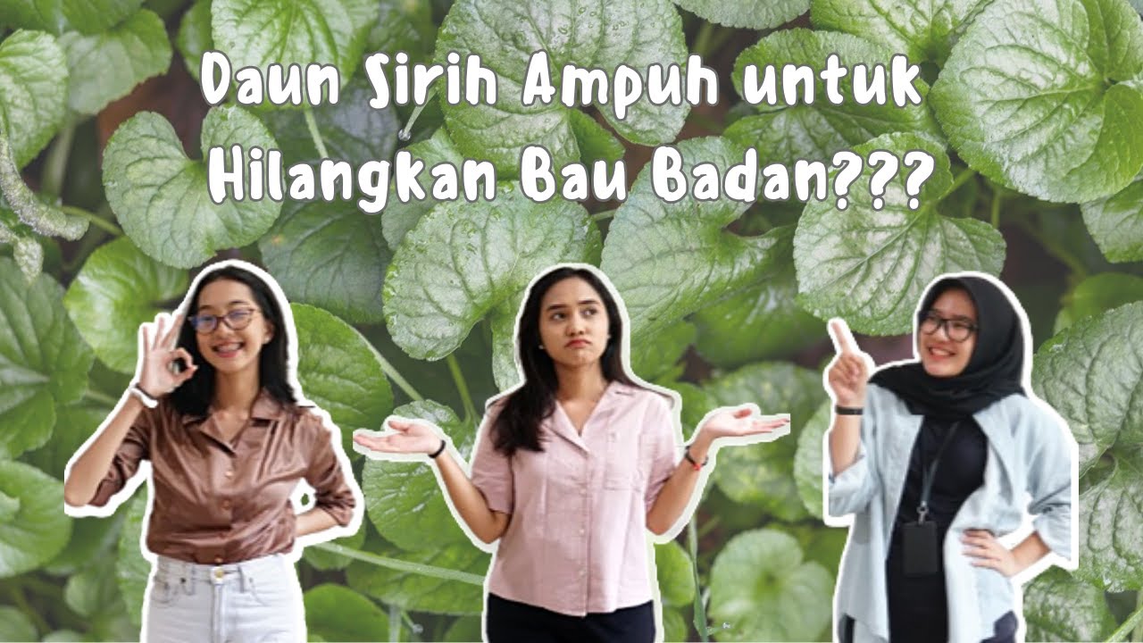 Daun Sirih Ampuh Untuk Hilangkan Bau Badan??