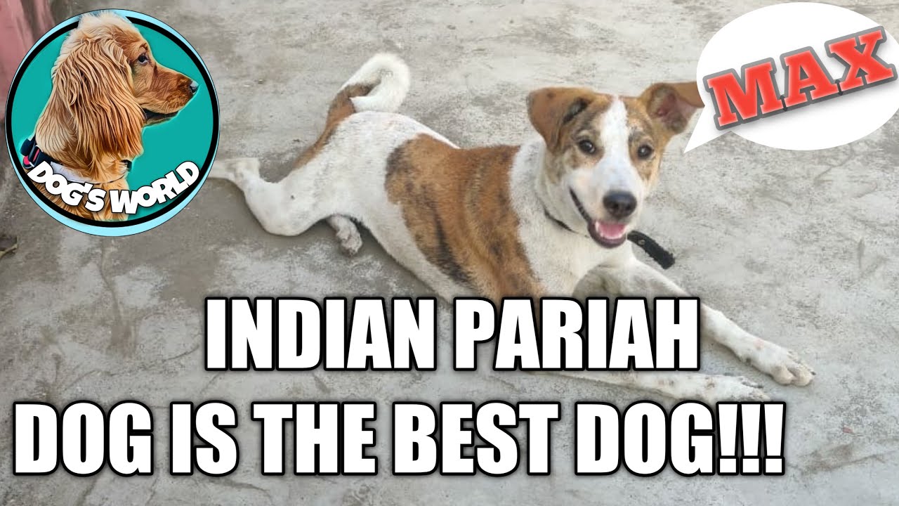 Indian Pariah Dog  | INDIAN Pariah Dog Facts  | Stray Dog take care &  Diet Chart(Hindi).