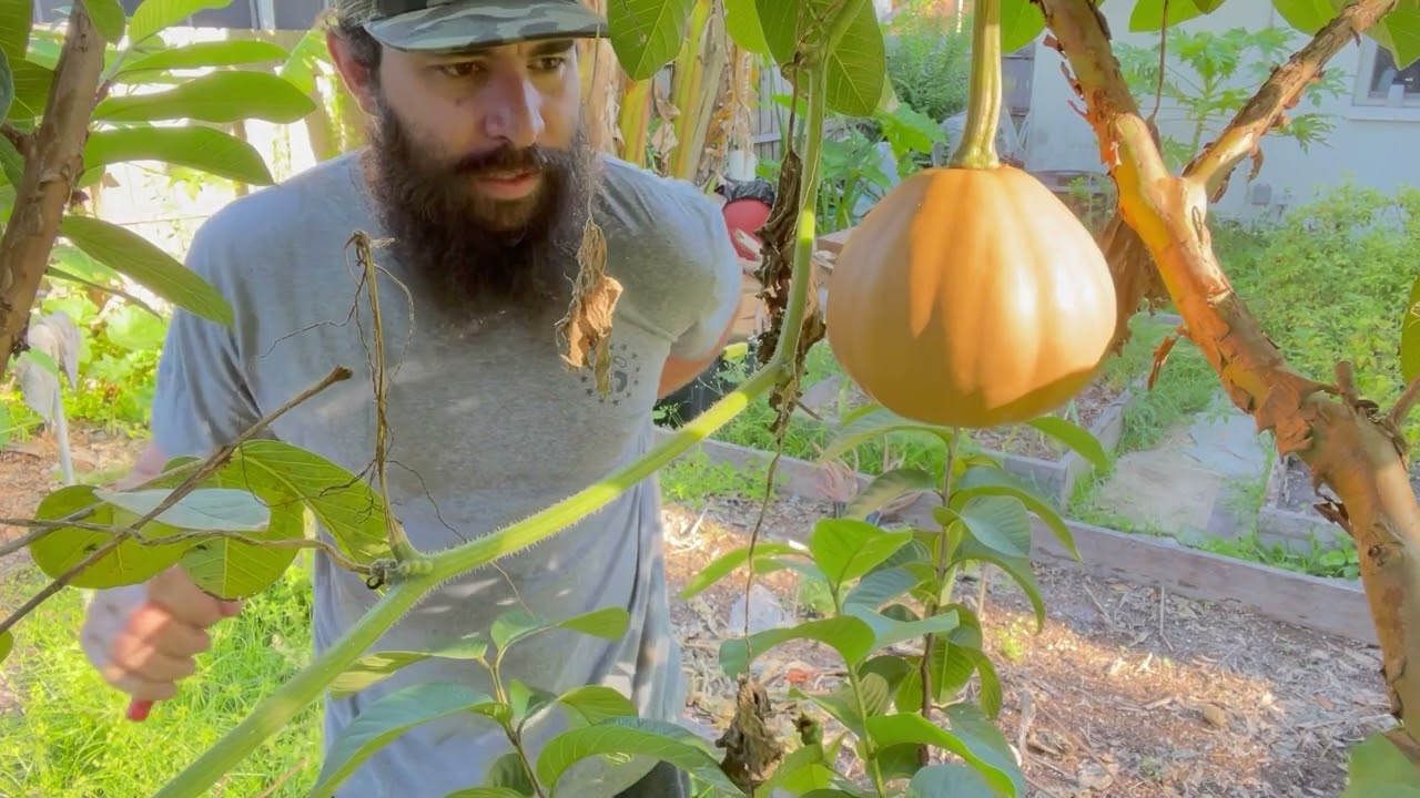 SEMINOLE PUMPKIN HARVEST | CENTRAL FLORIDA GARDENING