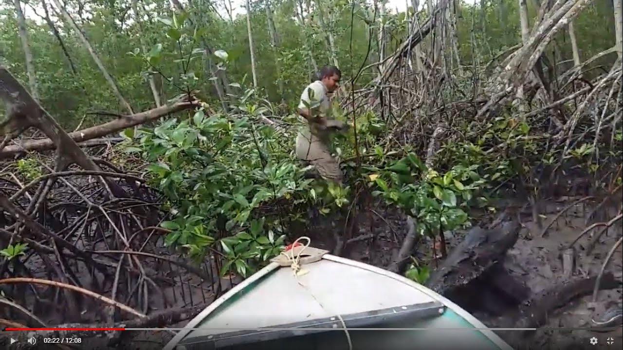Mangrove crabs hunting ,blue river caroni trinidad.
