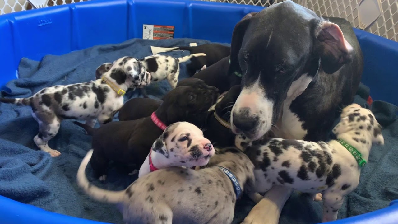 Great Dane Puppy Experience Birth-8 Weeks