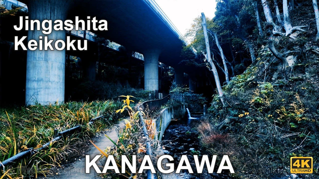Jingashita Keikoku Koen Night Walking Tour at Kanagawa, Japan 2025.