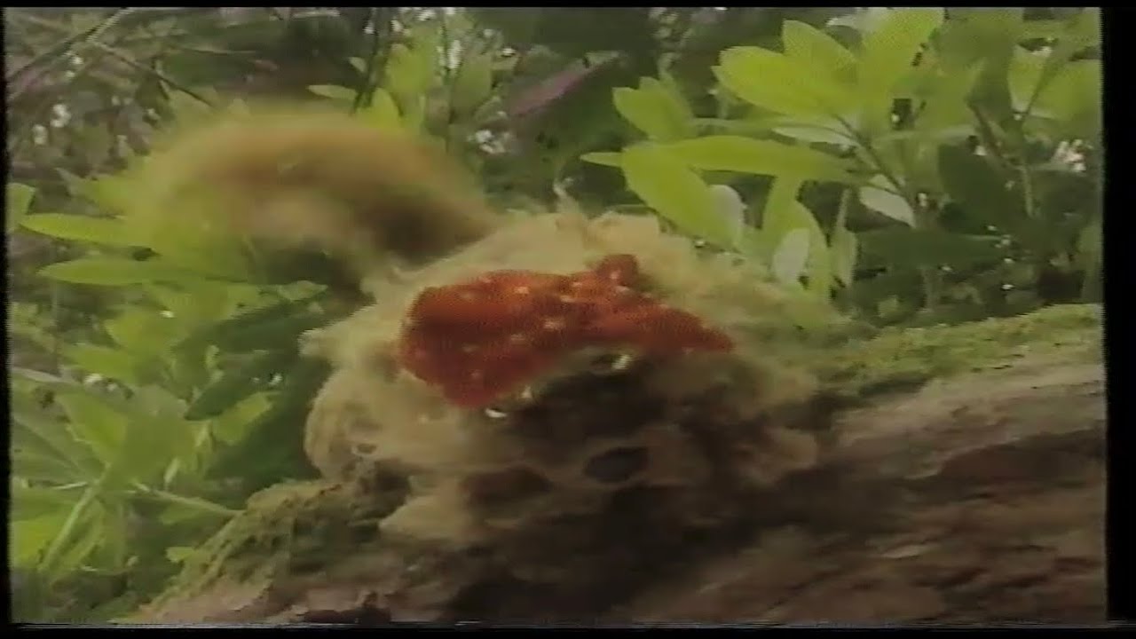 Tots TV: Big Treasure Adventure: VHS UK (1997) (Full) (2)