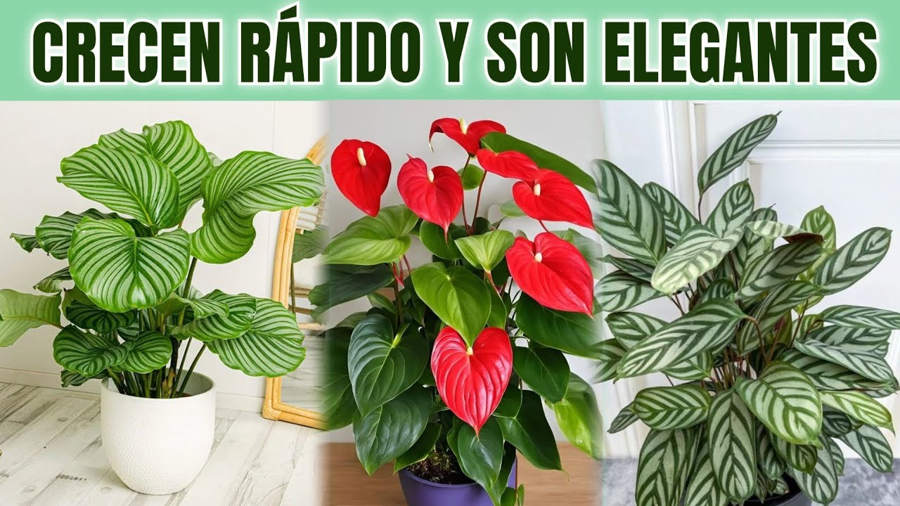 20 Plantas Elegantes que CRECEN RÁPIDO en Interior y PURIFICAN el aire