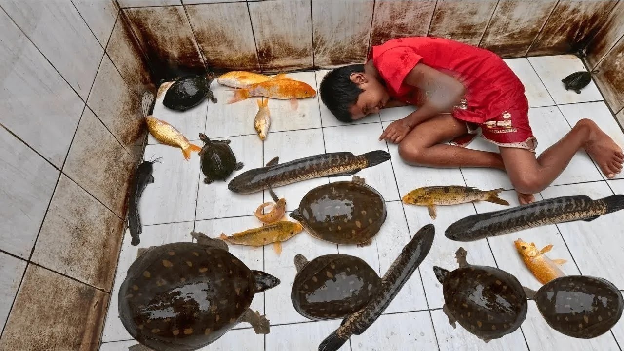 2026 Best Aquarium Cleaning Video with Kids 4K Ultra HD